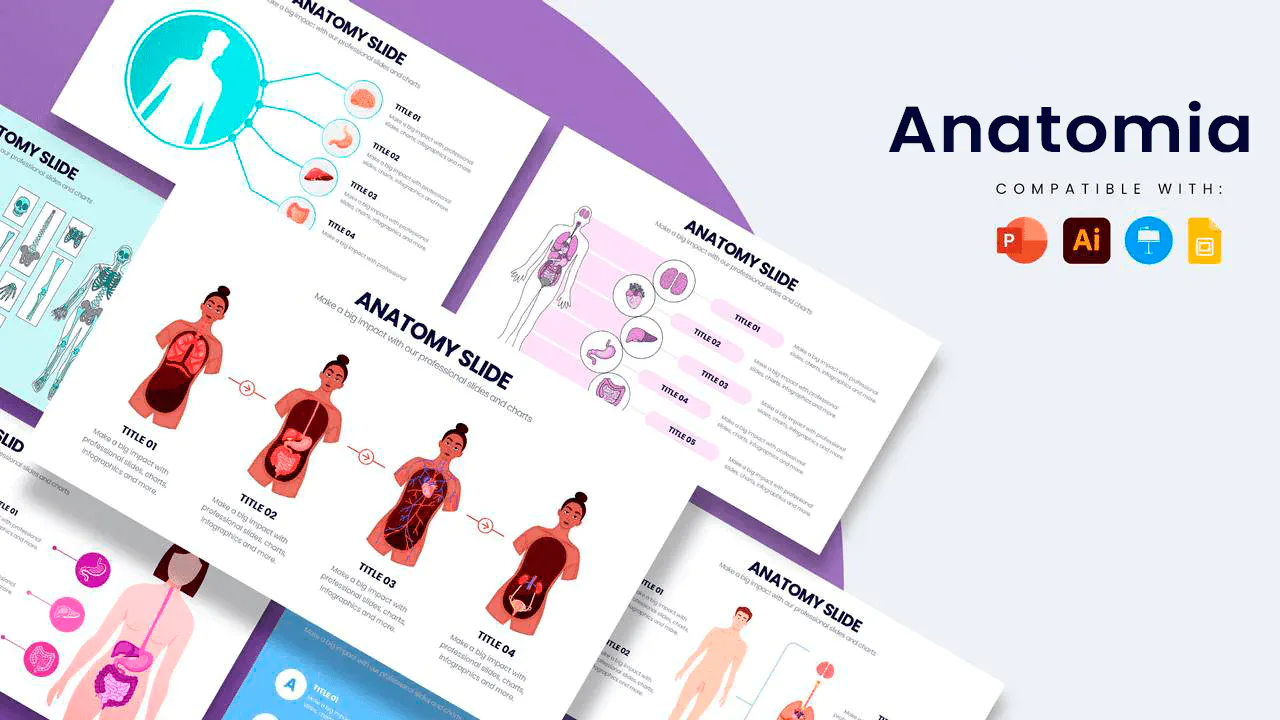 Slide de anatomia